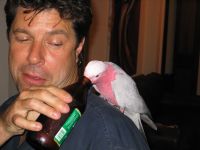IMG_0049 Australian parrot enjoys a refreshing drink...