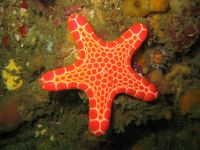 IMG_0162 Starfish (Australia)