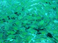 IMG_0457 A school of glassfish (no flash)