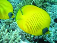 IMG_2105 Butterfly fish (Red Sea)