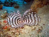 IMG_1776 Tube Worm, Aquaba, Jordan